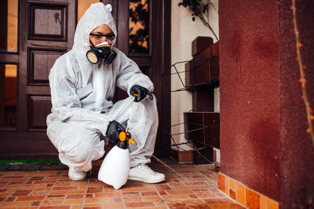 Attic and Crawl Space Rodent Treatment in El Jebel