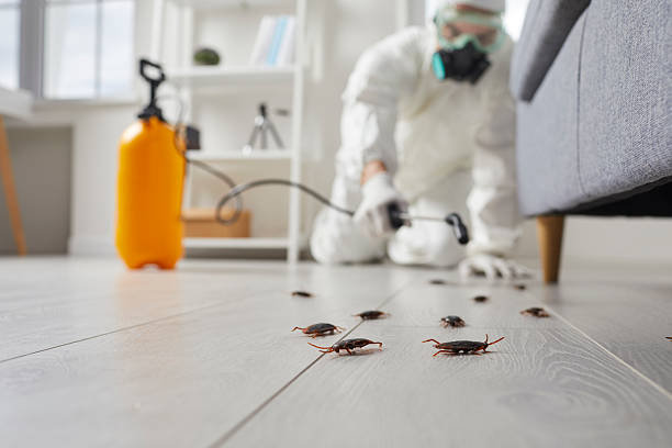 Commercial Rodent Management in El Jebel
